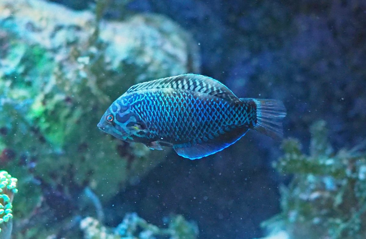 BlackLeopardWrasse2019071001Male.jpg