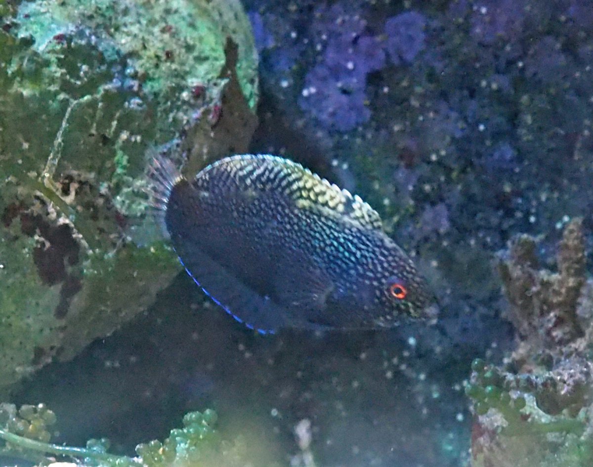 BlackLeopardWrasse2019072802Female.jpg