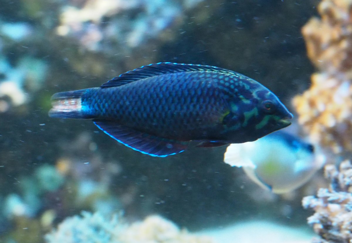 BlackLeopardWrasse2020030803.jpg