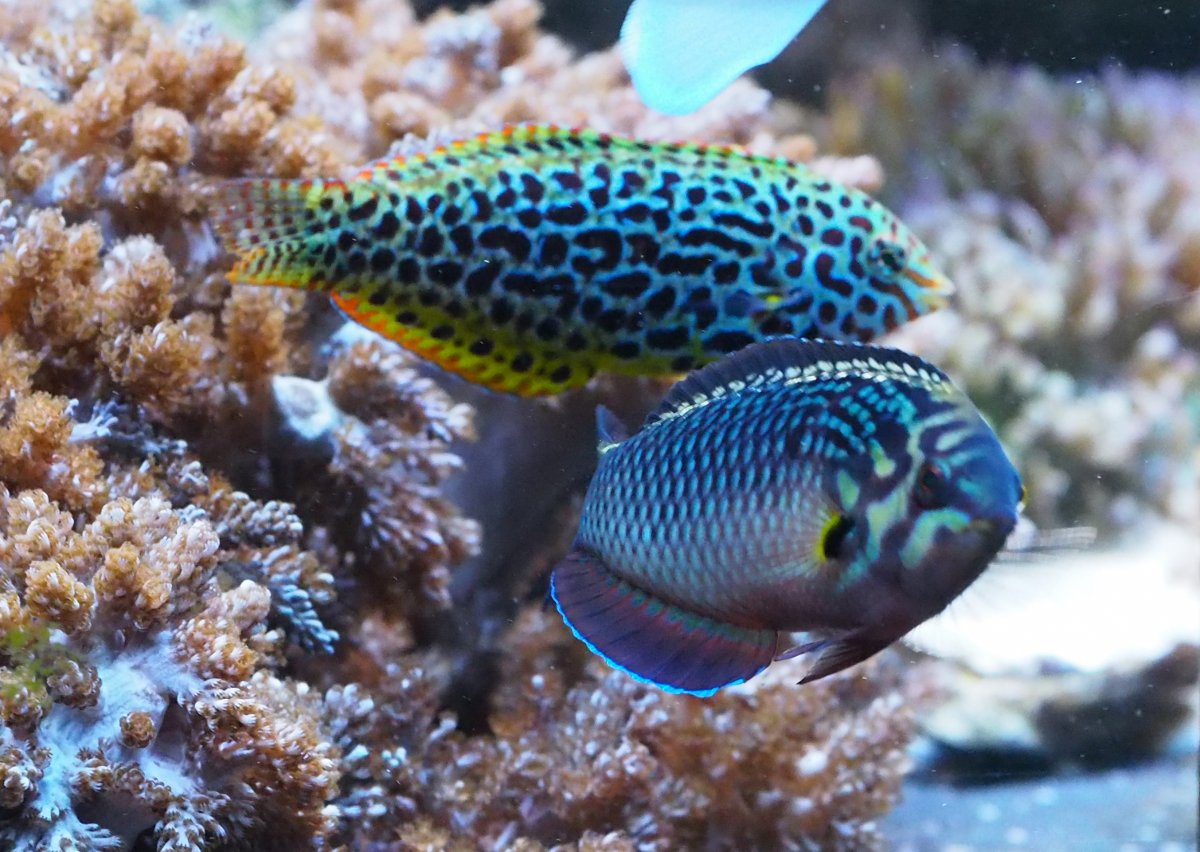 BlackLeopardWrasse2020032201.jpg