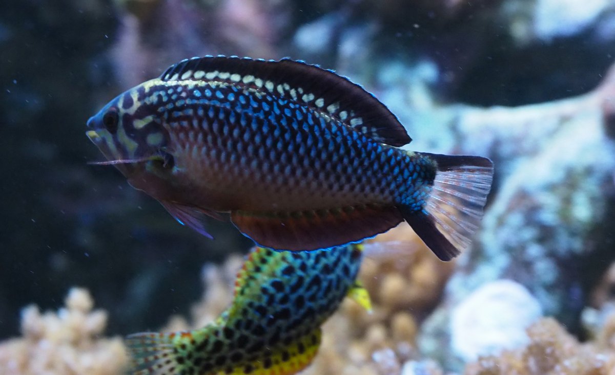 BlackLeopardWrasse2020040401Male.jpg