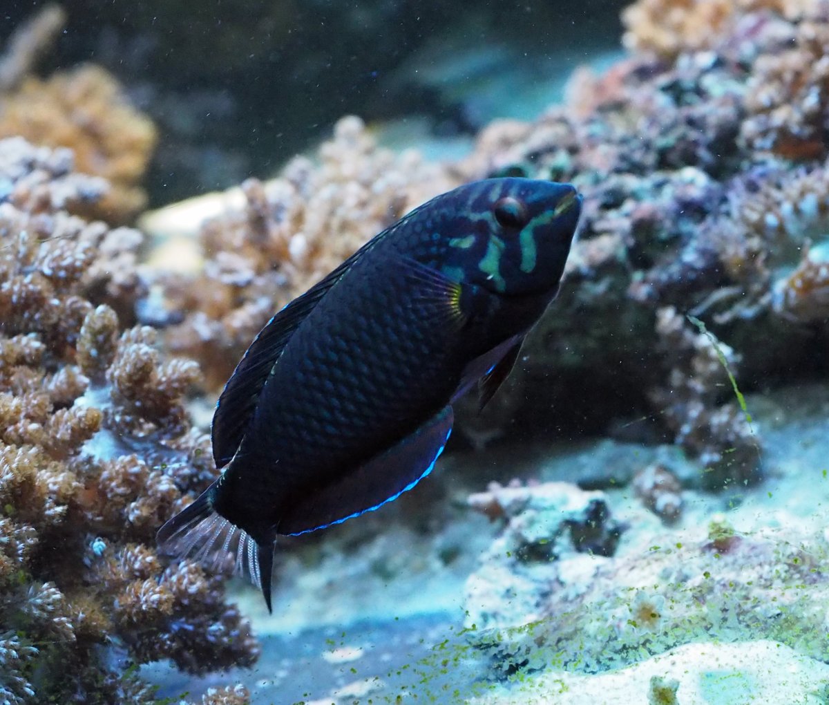 BlackLeopardWrasse2020051601 - Copy.jpg