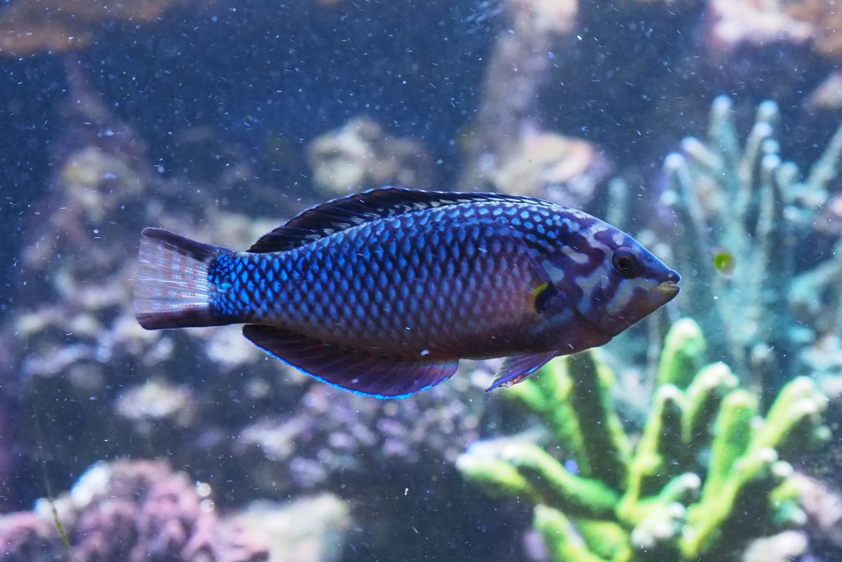 BlackLeopardWrasse2021012102.jpg