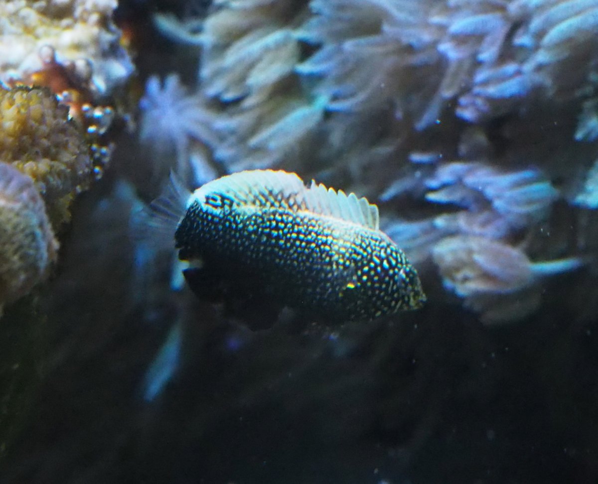 BlackLeopardWrasse2023051401.jpg