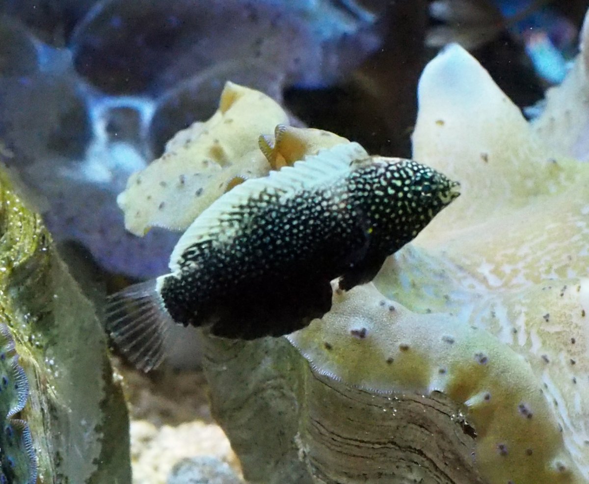 BlackLeopardWrasse2023052101.jpg