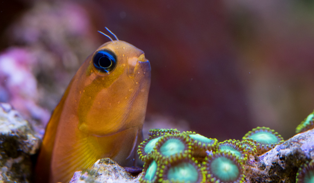 Blenny-10036.jpg