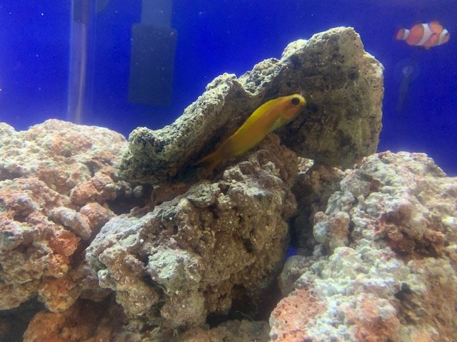 blenny.jpg