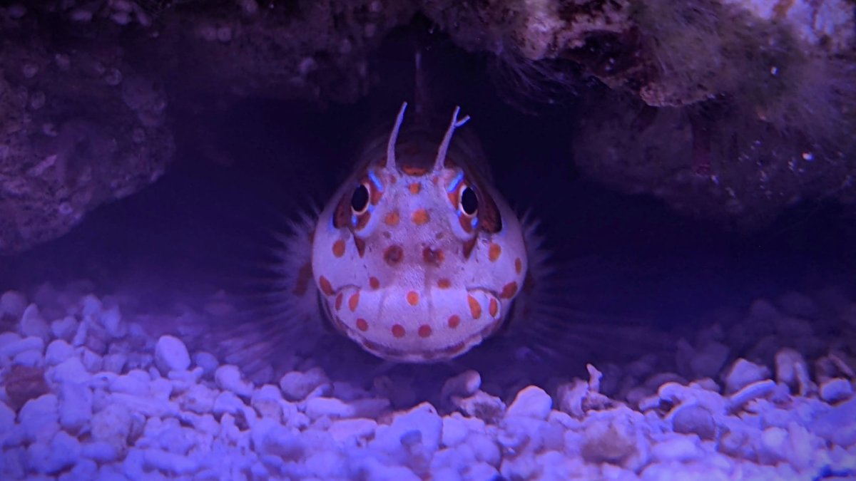 blenny.jpg