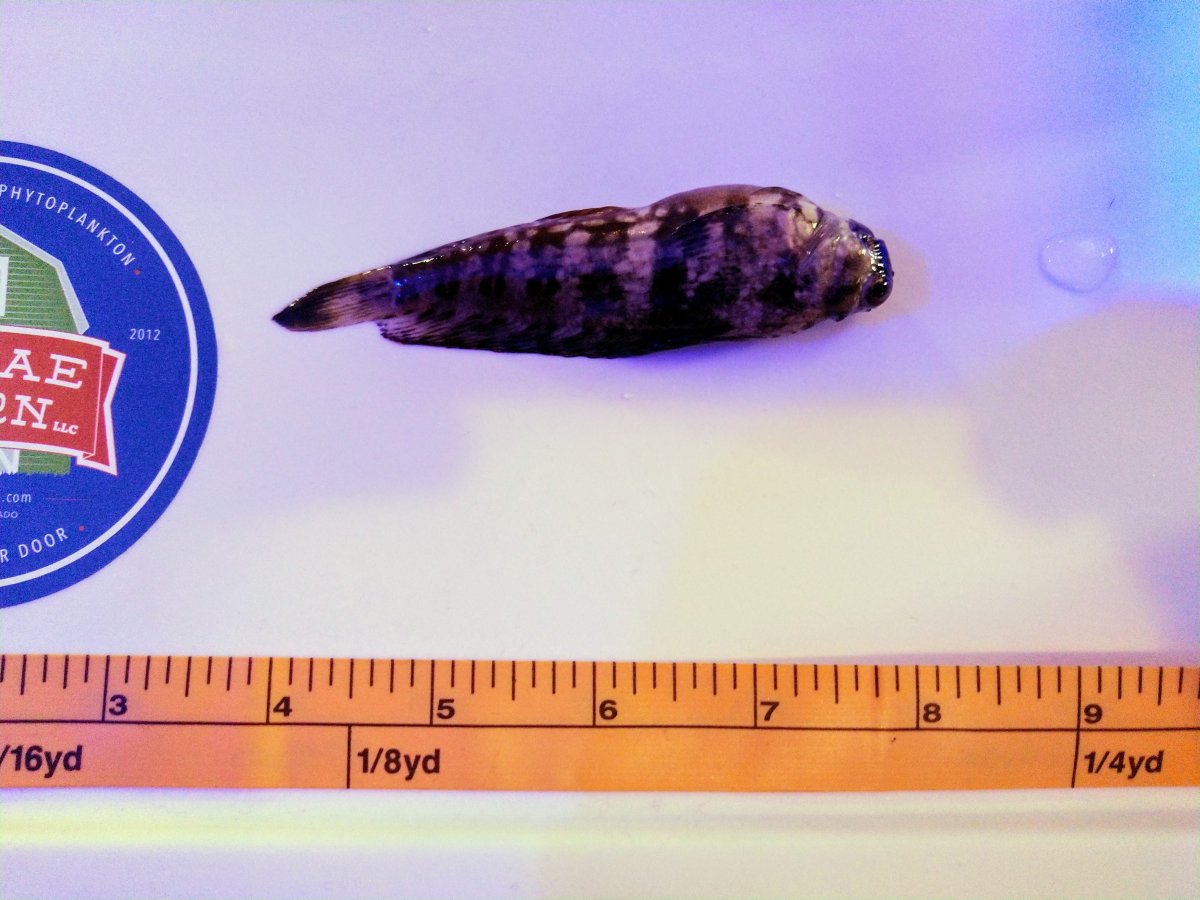 BLenny measure.jpg