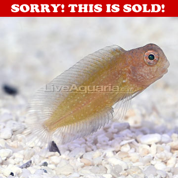 blenny.PNG