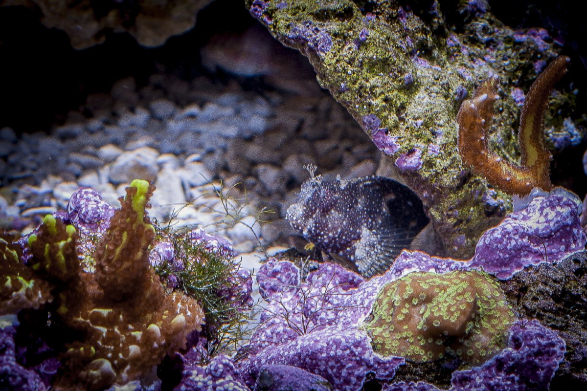 Blenny0505.jpg