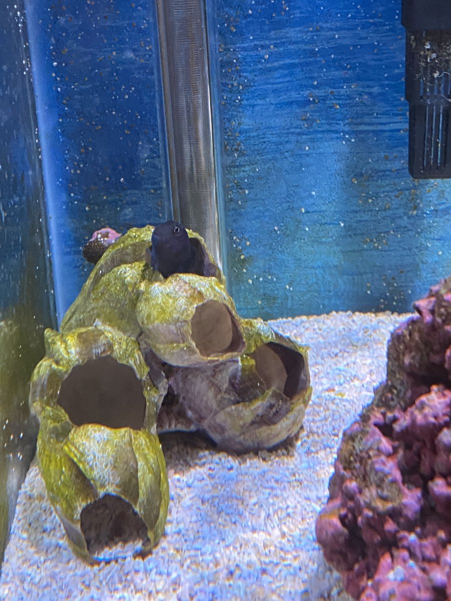 blenny_barnacle2.JPG