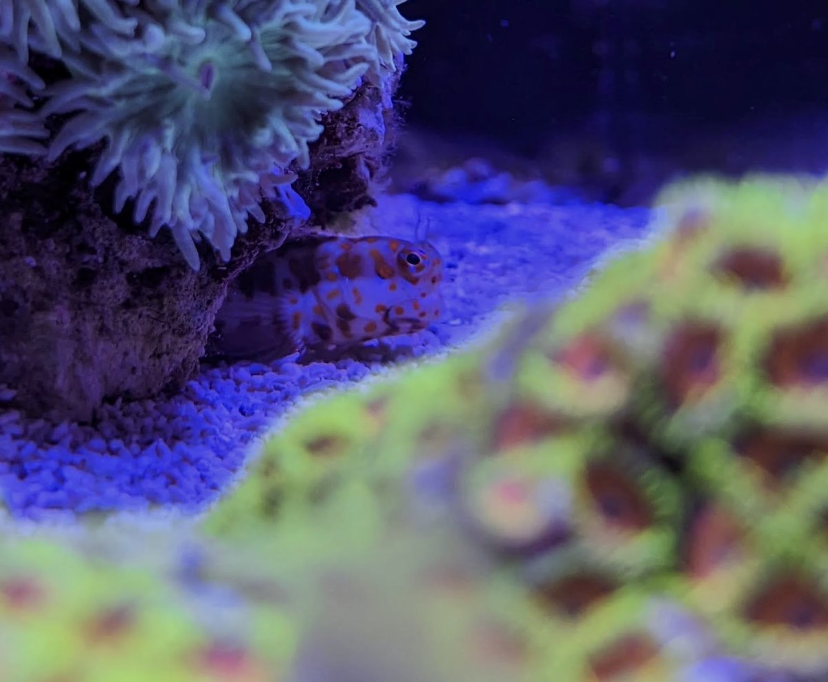 Blenny_orange.jpg