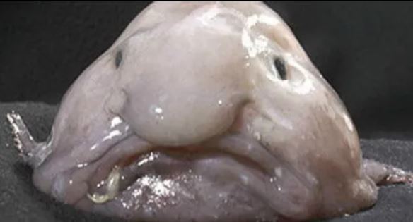 blobfish.JPG