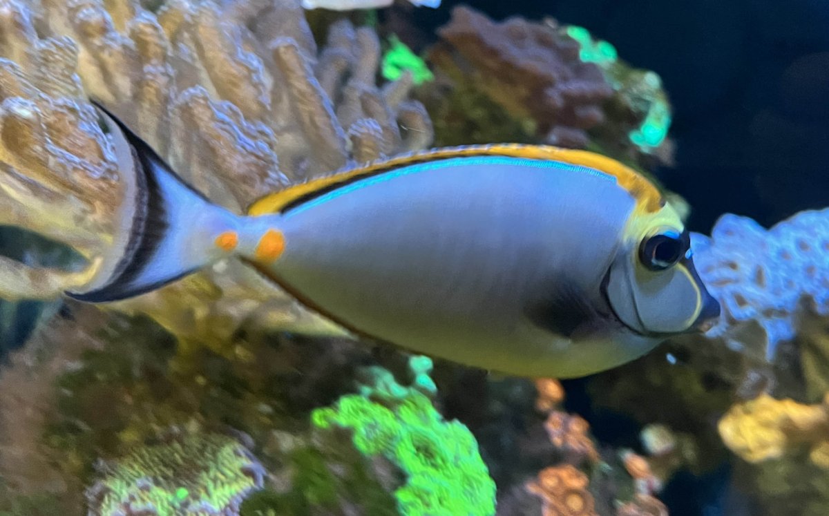 Blonde Naso Tang.jpg