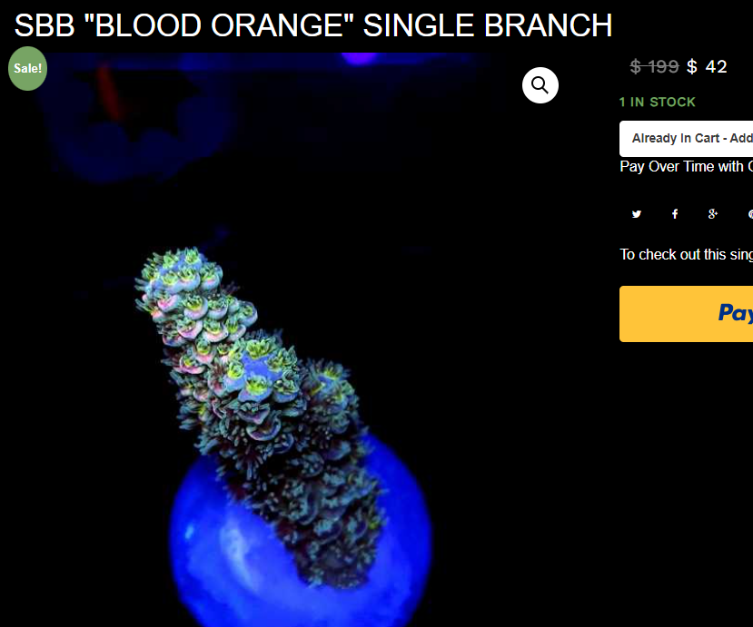 blood orange.png