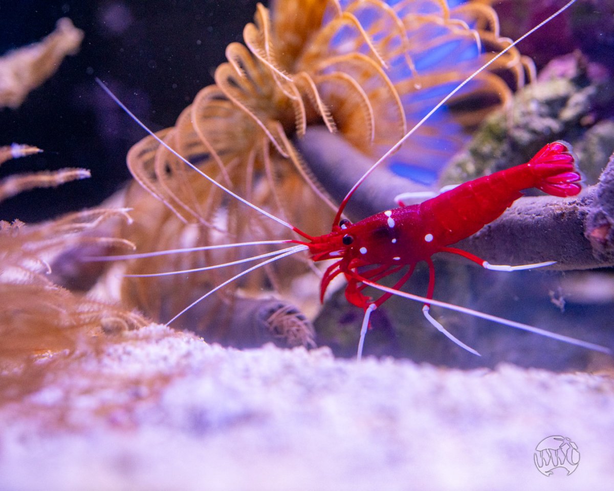 Blood-Shrimp-051624-02.jpg