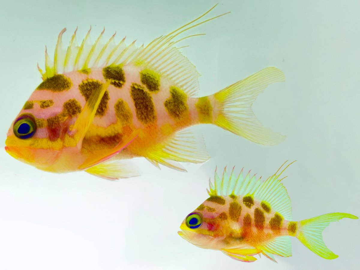 Blotchy Anthias.jpg