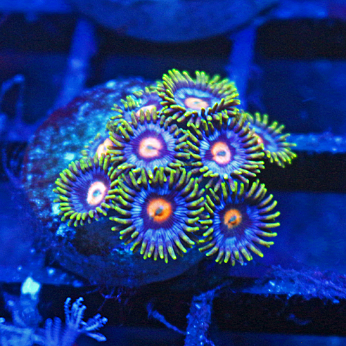 blow pop zoa.jpg