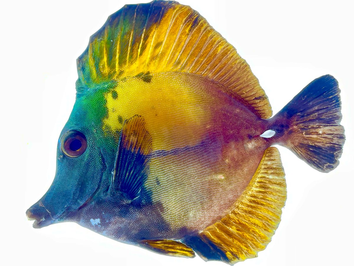 Blue Face Koi 6:8 1.jpg