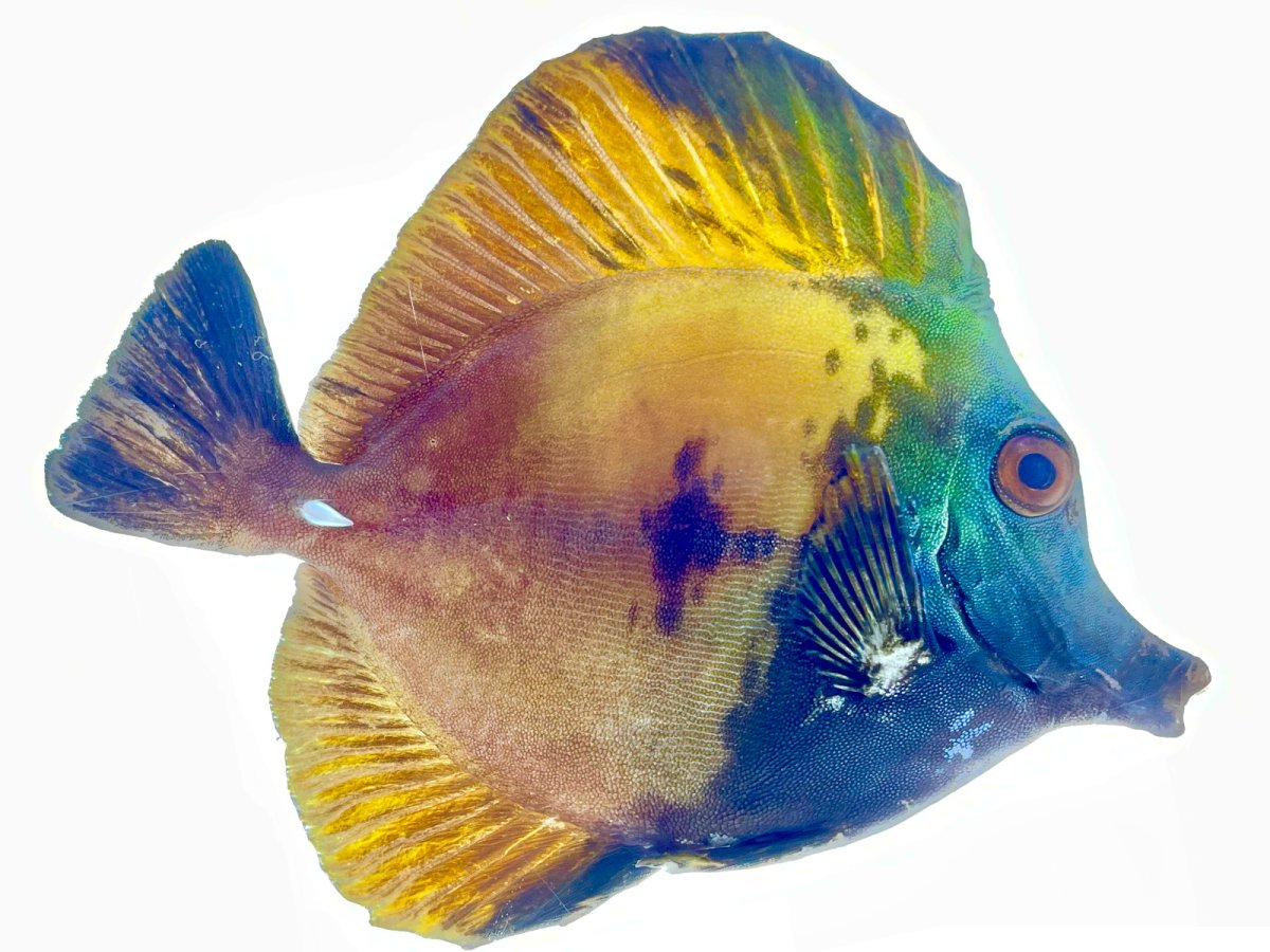 Blue Face Koi 6:8 1_2.jpg