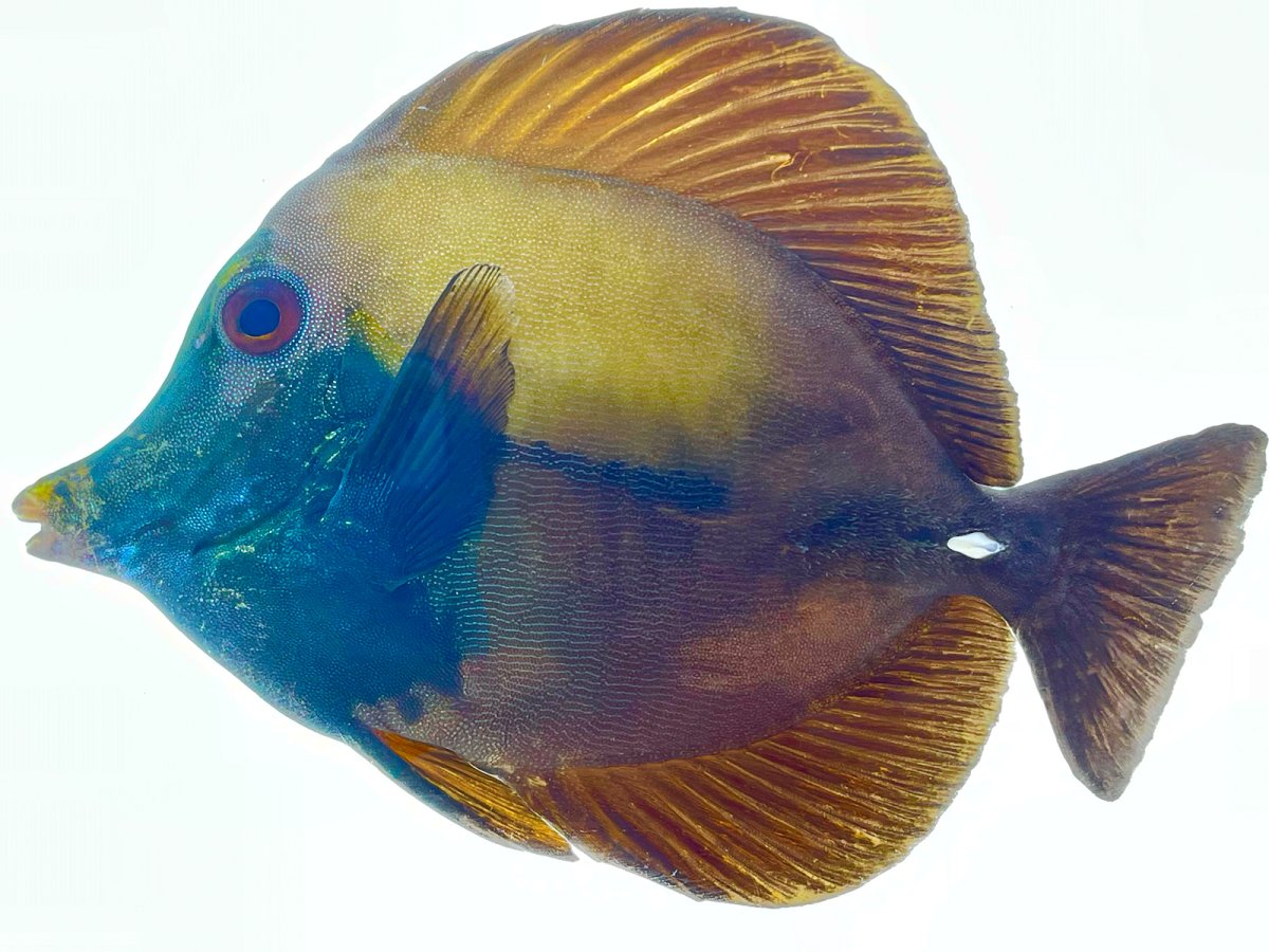 Blue Face Koi 6:8 4_2.jpg