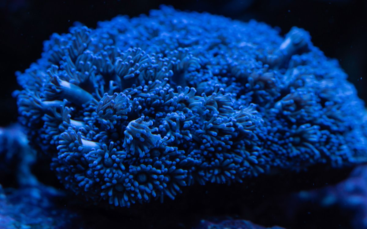 blue-goniopora 2.jpg