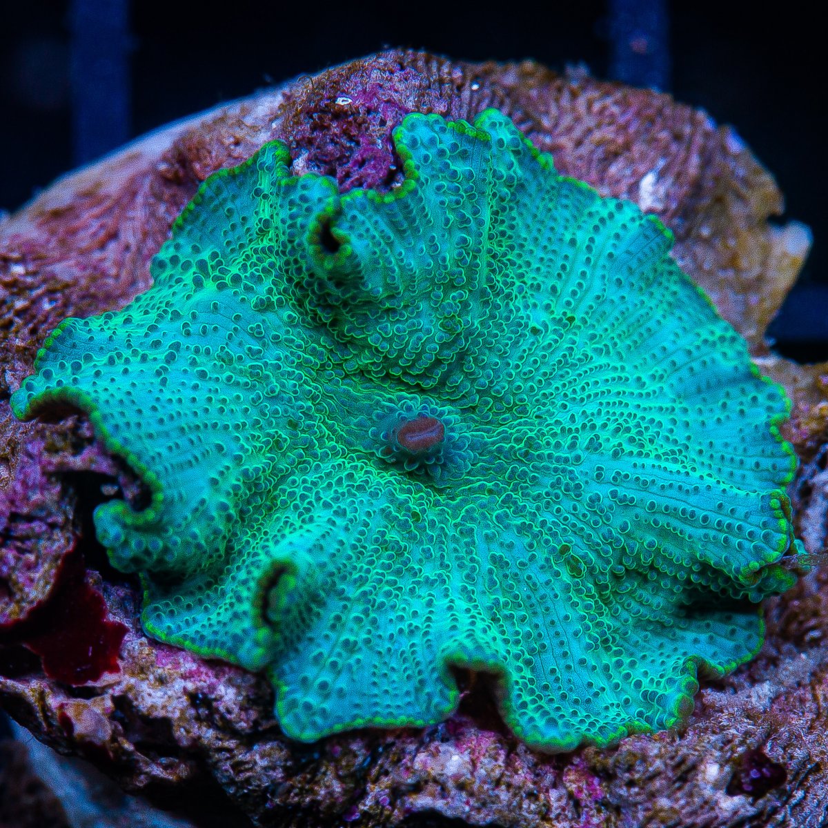 Blue Green Discosoma 44 26.JPG