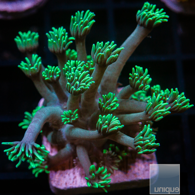 Blue Green Goniopora 59 20.JPG