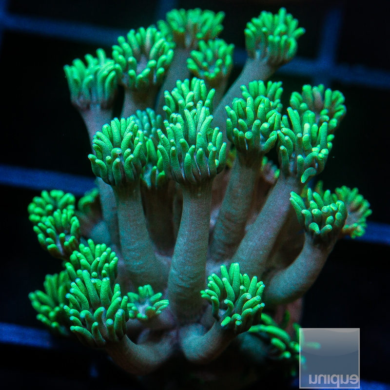 Blue Green Goniopora 59 26.JPG