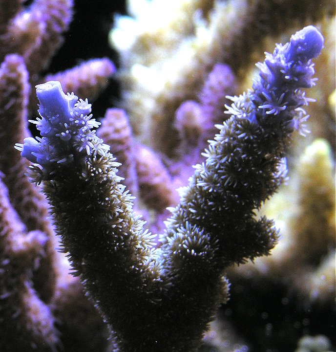 Blue Hairy Acro.jpg