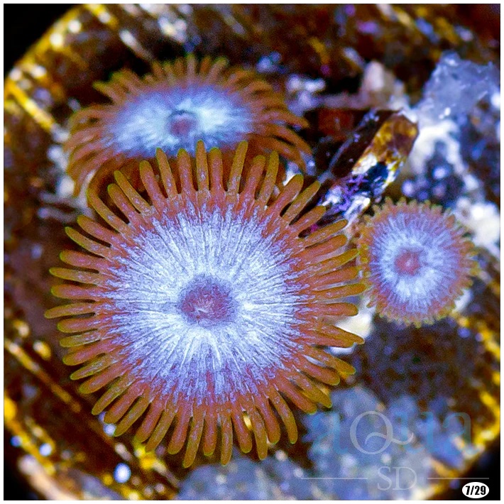 Blue Ice Zoas copy.jpg