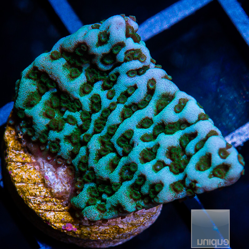 Blue Montipora 59 22.JPG