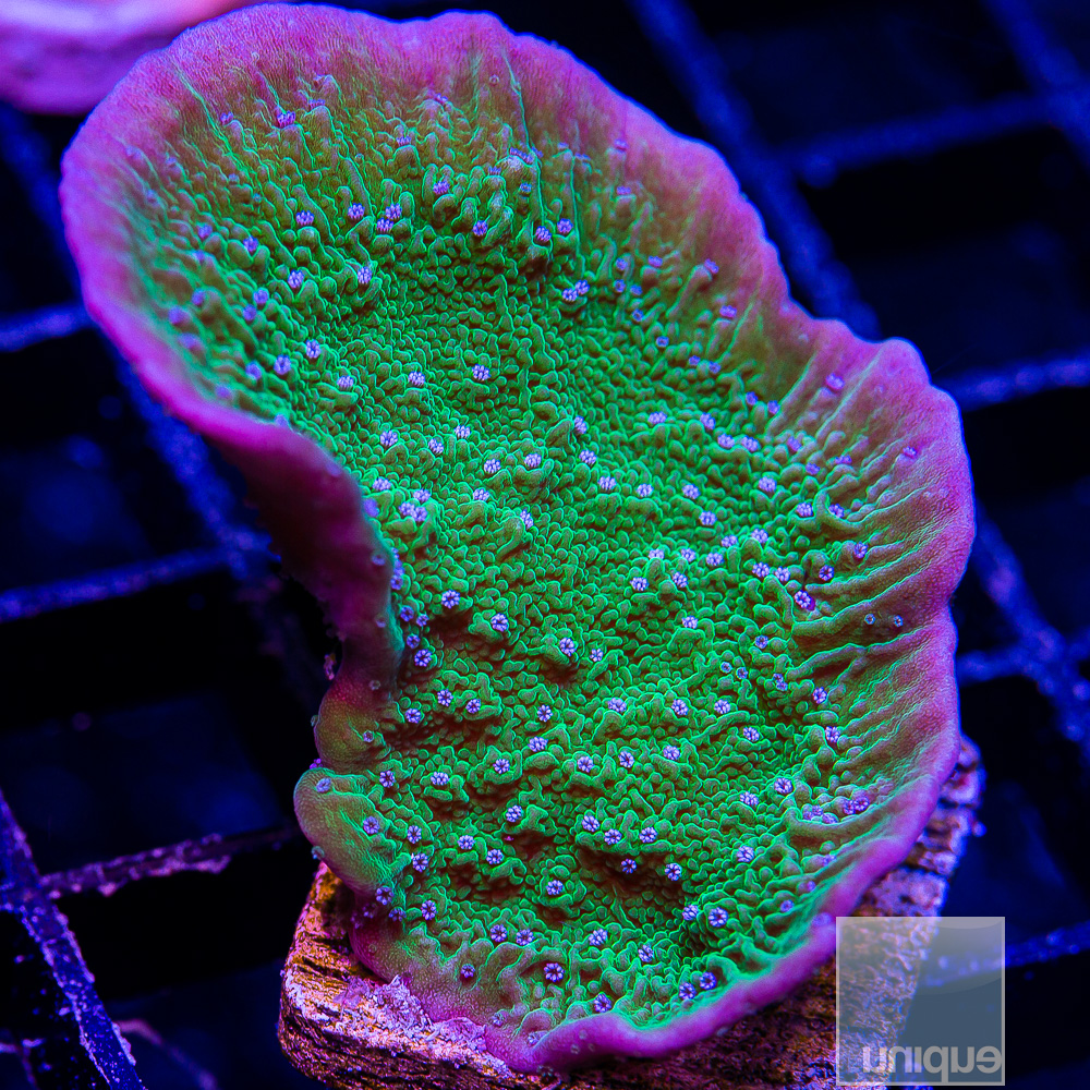 Blue Petal Montipora 39 12.JPG