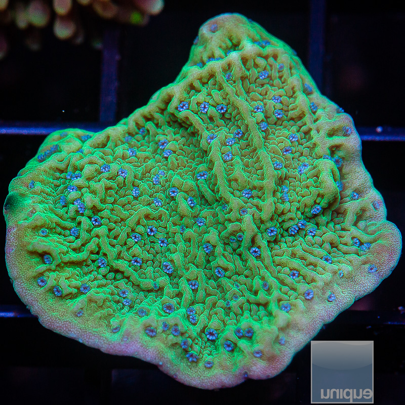 Blue Petal Montipora 59 22.JPG