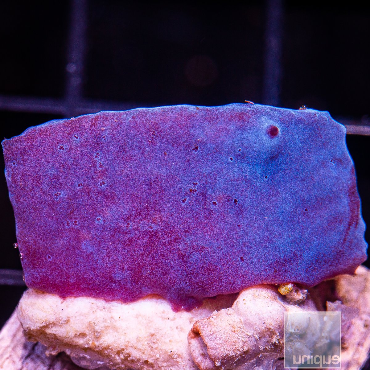 Blue Plating Sponge 44 16.JPG