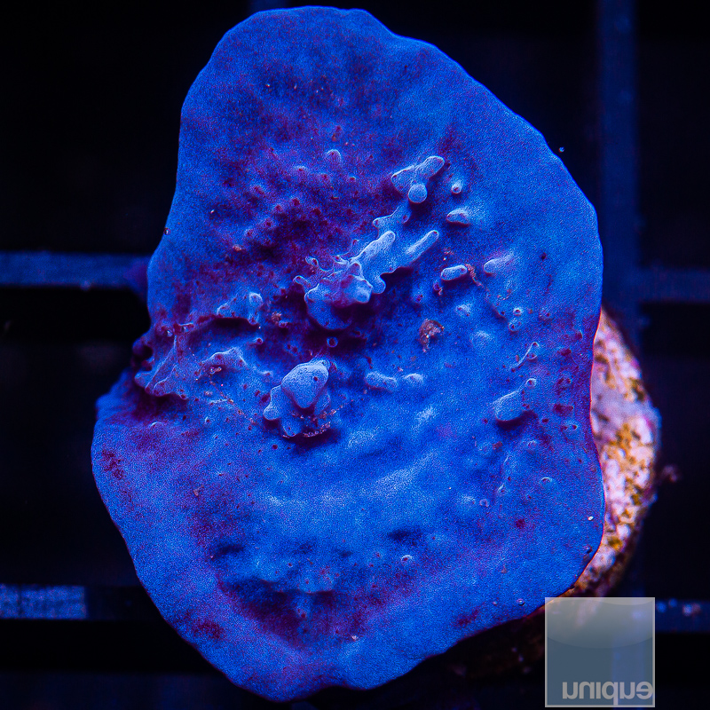 Blue Plating Sponge 59 24.JPG