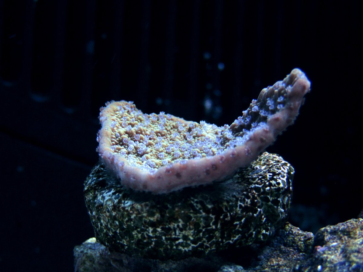 blue polyp cap.jpg