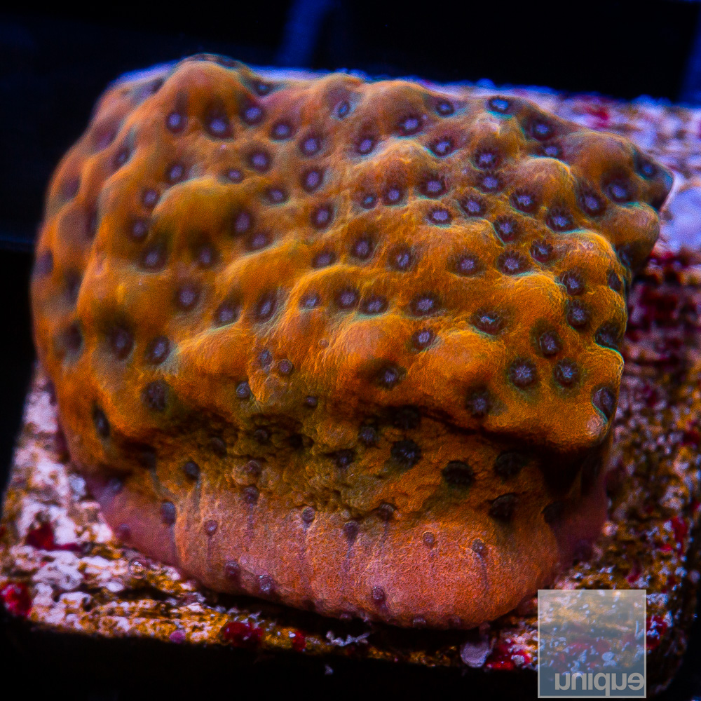 Blue Polyp Montipora 69 34.JPG