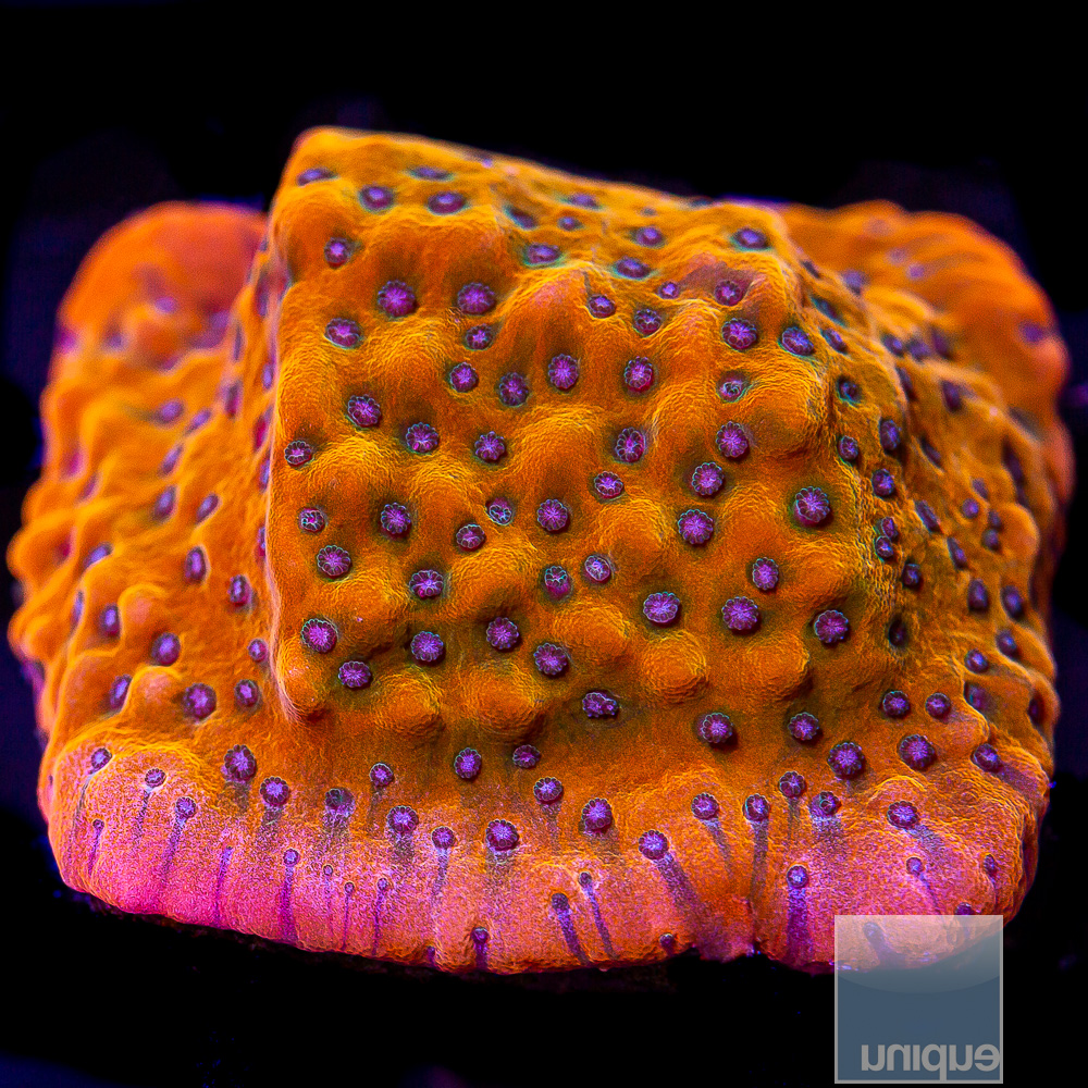 Blue Polyp Montipora 79 44.JPG