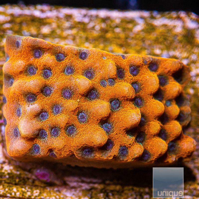 Blue Polyp Montipora 79 46.JPG