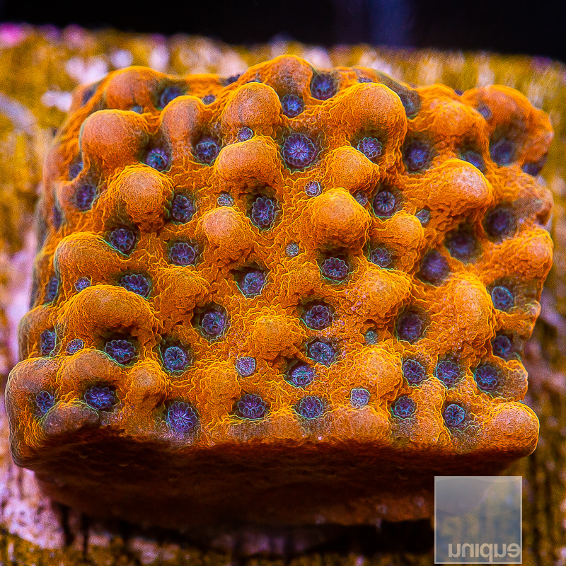 Blue Polyp Montipora 79 55.JPG