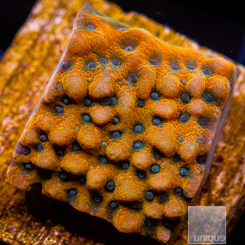 Blue Polyp Montipora 89 56.JPG