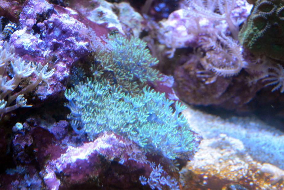 blue polyps.jpg