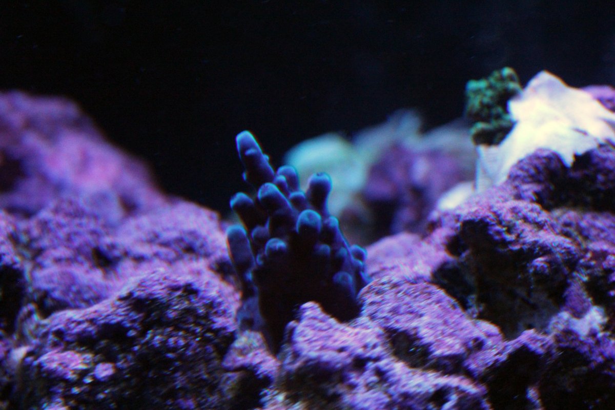 Blue Rasberry SPS.jpg