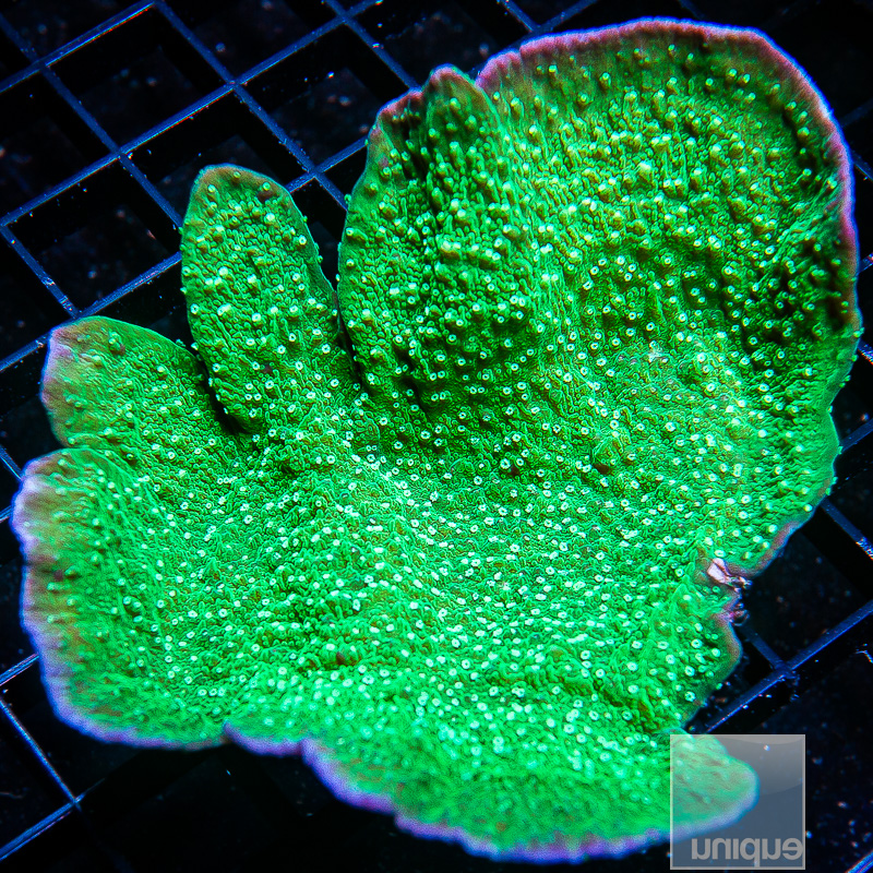 Blue Rim Montipora colony 129 72.JPG