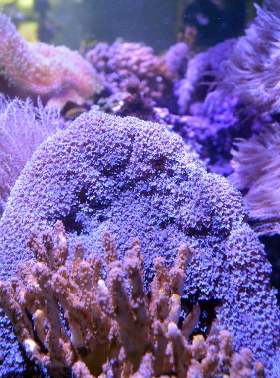 blue snowflake polyps.jpg