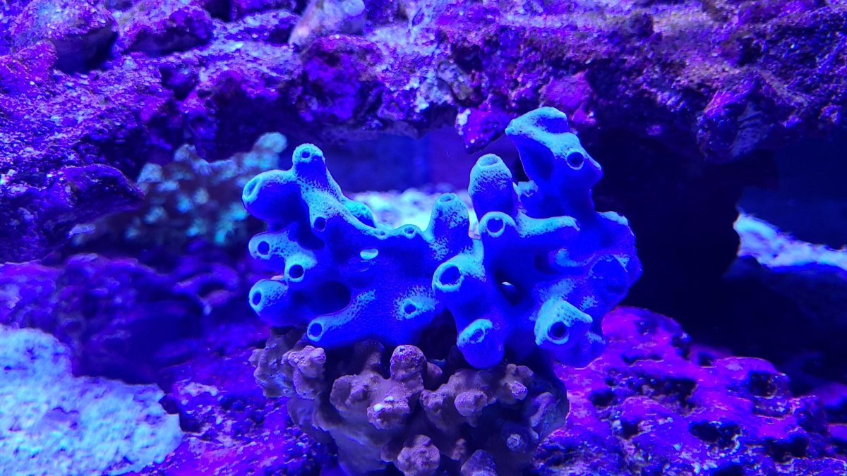 blue sponge.jpg