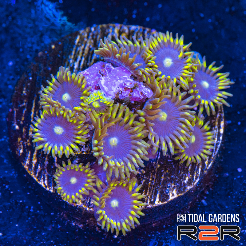 Blue Steel Zoa.jpg