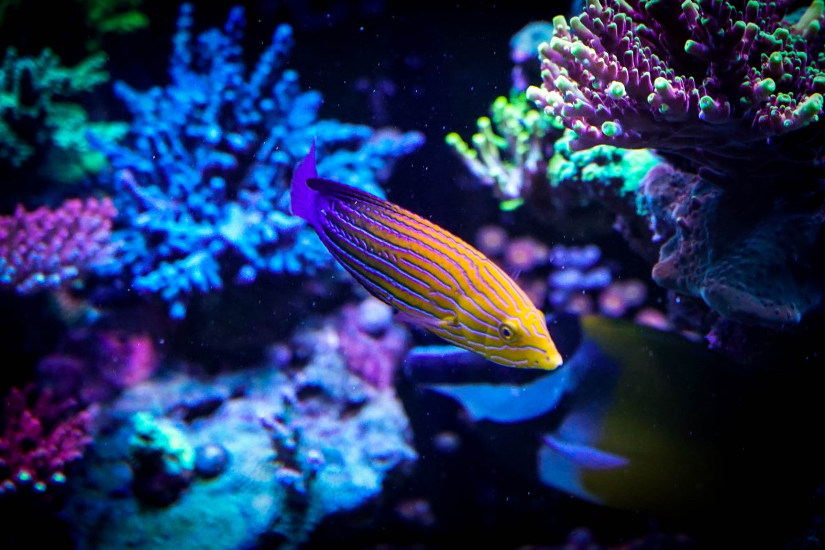 Blue Striped Tamarin Wrasse-2.jpg